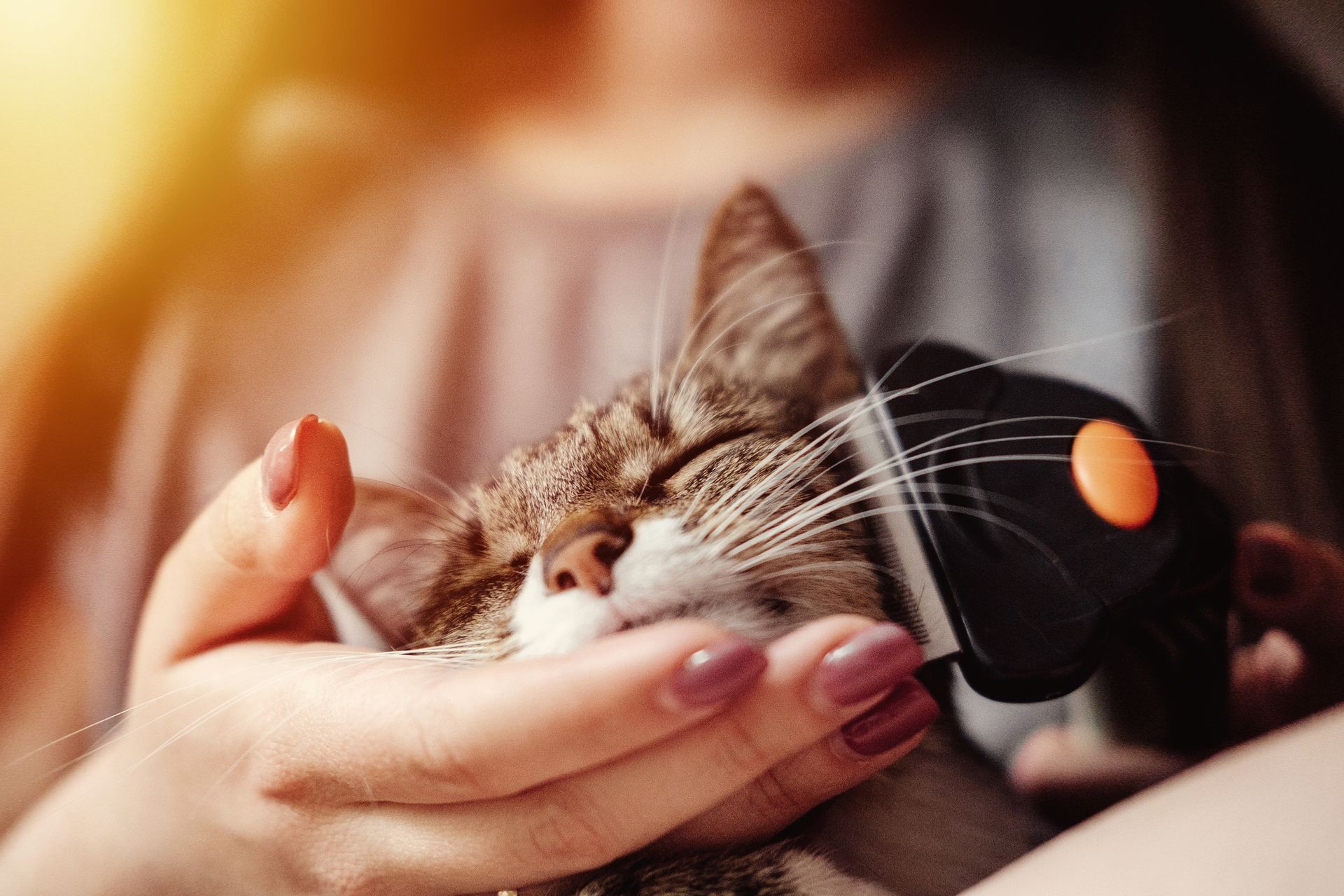 hygiene, pet grooming, combing out wool from cat, care for coat of cat, Satisfied happy Cat, rusher, host combs fur off cat, trim, close-up hygiene, pet grooming, combing out wool from cat, care for coat of cat, Satisfied happy Cat, rusher, host combs fur off cat, trim, close-up
